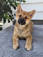  Shiba Inu