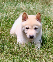 Shiba Inu