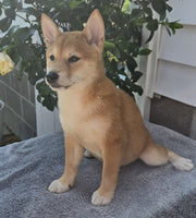  Shiba Inu