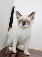 Siamese
