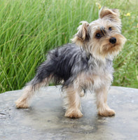 Yorkshire Terrier