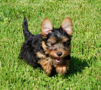 Yorkshire Terrier