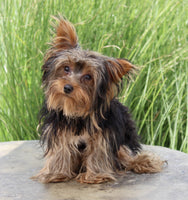 Yorkshire Terrier
