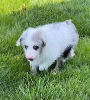 Mini Aussiedoodle