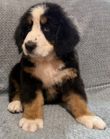 Bernese Mountain Dog