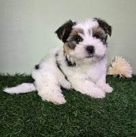 Biewer Terrier