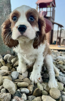 Cavalier