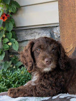 Cavapoo