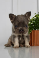 Fluffy French Bulldog