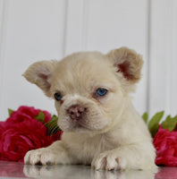Fluffy French Bulldog