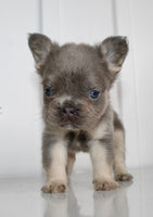 Fluffy French Bulldog