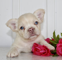 Fluffy French Bulldog