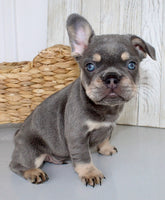 French Bulldog