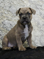 French Bulldog