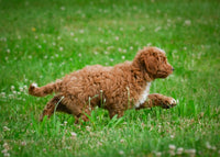 Mini Goldendoodle