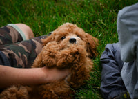 Mini Goldendoodle