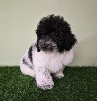 Mini Poodle