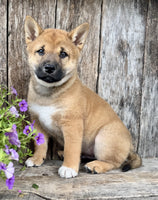 Shiba Inu