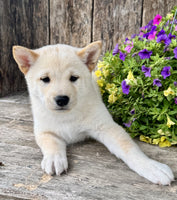 Shiba Inu