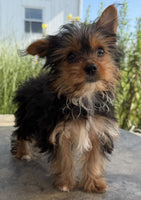 Yorkshire Terrier