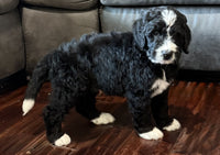 Bernedoodle