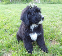 Bernedoodle