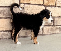 Bernedoodle