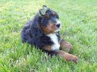 Bernedoodle