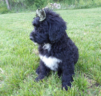 Bernedoodle