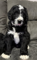 Bernedoodle