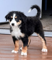 Bernedoodle