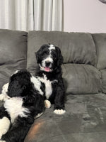 Bernedoodle
