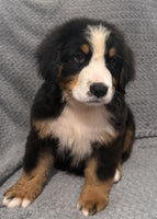 Bernese Mountain Dog