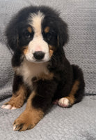Bernese Mountain Dog