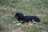 Cavalier