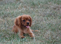 Cavalier