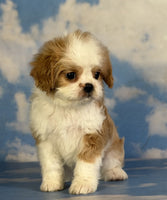 Cavapoo