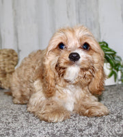 Cavapoo