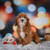 Cavapoo