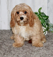 Cavapoo