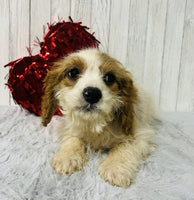 Cavapoo