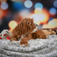 Cavapoo