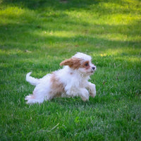 Cavapoo