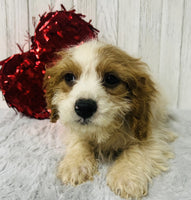 Cavapoo