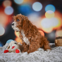 Cavapoo