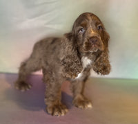  Cocker Spaniel