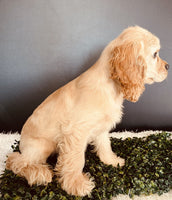 Cocker Spaniel