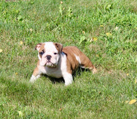 English Bulldog