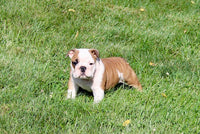 English Bulldog