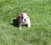 English Bulldog
